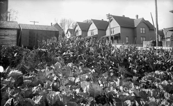 A plot of land in front of a row of houses features cabbage in the foreground, ripe, four-foot tall Havana seed leaf tobacco plants in the center, and sweet corn in the background. A man stands in the center holding an ear of corn.