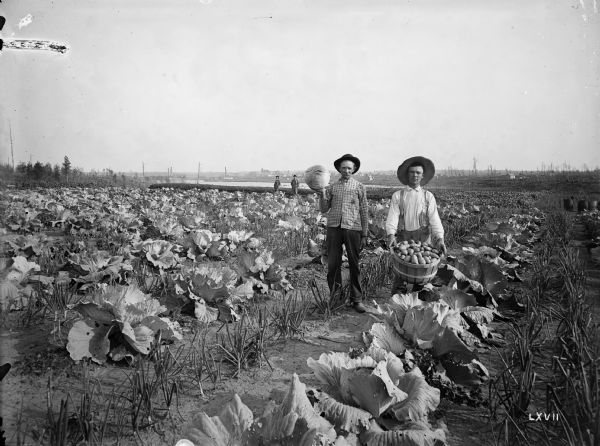 Men displaying produce, a large cabbage and a bushel of potatoes, while standing in the gardens of the Thayer farm. Cabbage, onion, currant, and raspberry plants fill the scene. Two men wearing suits and hats are standing in the background. A river or lake is behind them, and on the far shoreline is a town.