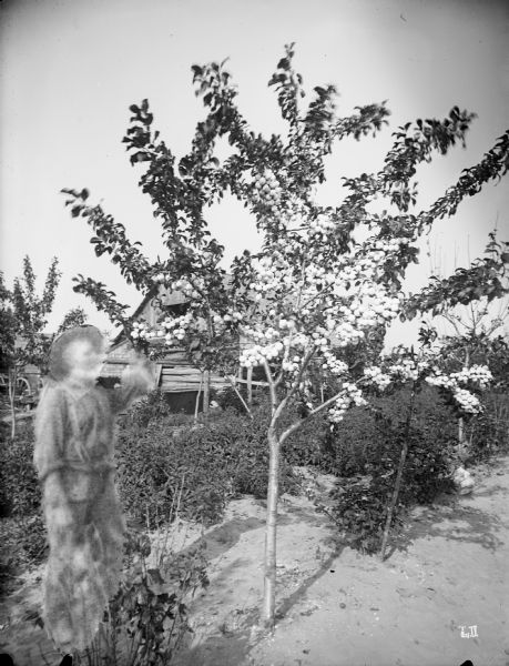 A man poses with his four-year-old Lombard blue plum tree in his fruit orchard in Sawyer, near Door County. The image of the man appears to be composited into the view.