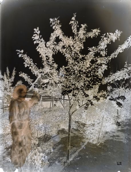 A negative version of Blue Plum Tree, illustrating the staining and composite nature of the original negative.