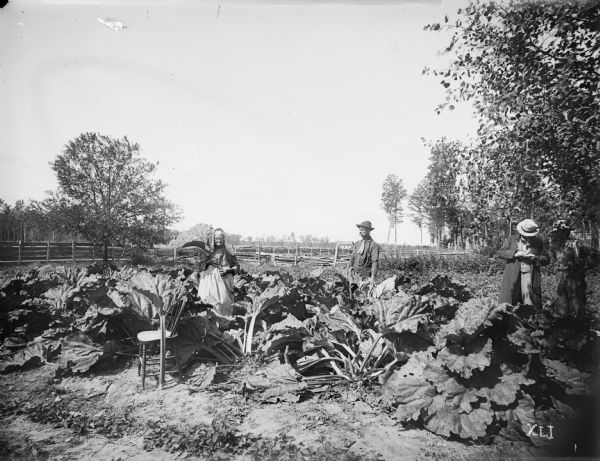 A garden lush with tall pie plants (rhubarb) belonging to Mrs. H.H. Wooledge. One stalk is leaning against a wooden chair, and the leaf of the plant reaching the height of the chair. Strawberry plants are in front of the rhubarb, and a white frame schoolhouse appears in the background.