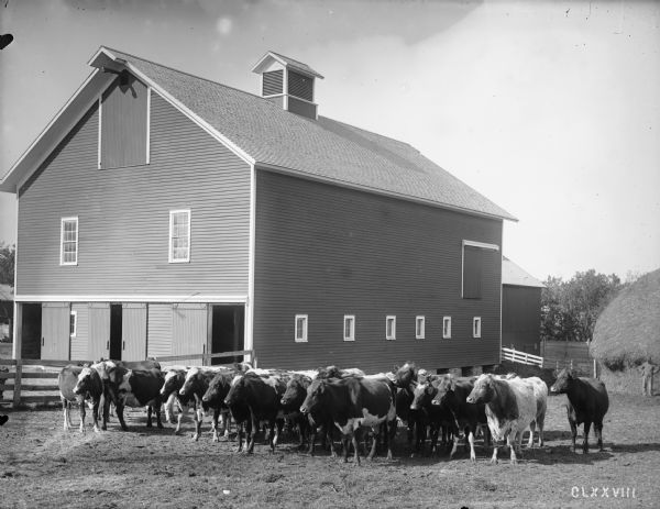 A herd of Shorthorn dairy cattle stand together in a pen on the farm of Chas. Scott six miles from Augusta. A large frame barn towers behind them. A man stands in front of a haystack on the right.