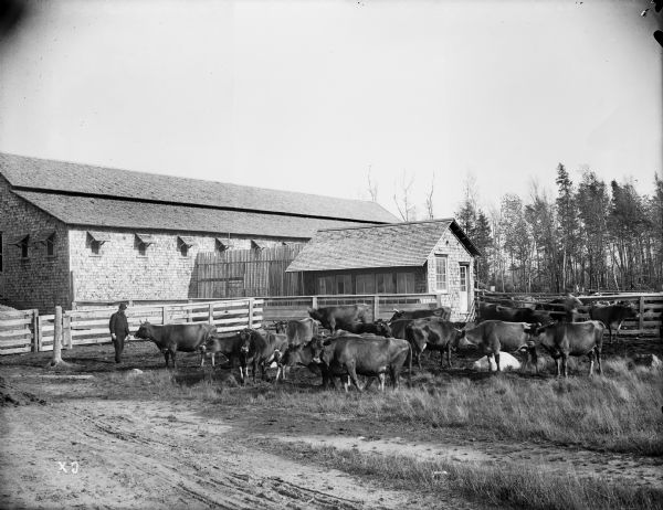 A man wearing a suit and hat stands near a herd of Jersey dairy cattle grazing in the barnyard of W.H. Bradley.