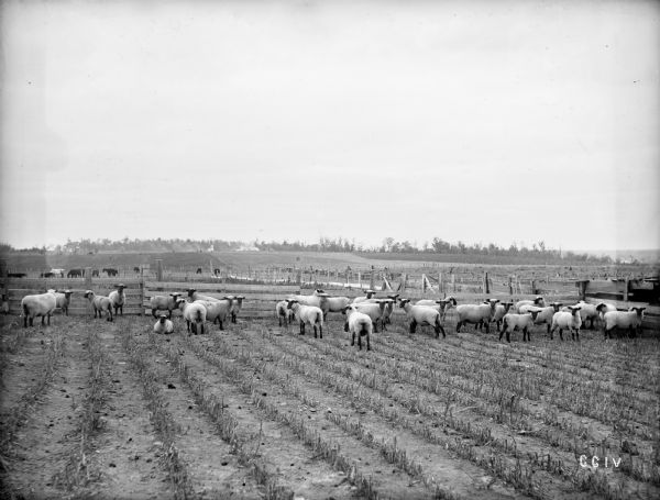A group of purebred Hampshire Down ewes stand in a field of rapeseed. In the background behind fences are more fields, and a group of horses grazing. There are many tree stumps, and there is smoke on a hill in the far background.