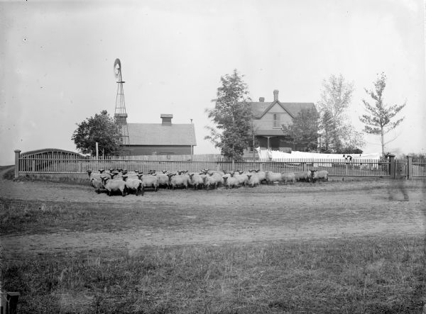 A flock of purebred Shropshire ewes standing near a fence on the farm of Geo. Martin. In the background is a farmhouse with laundry on the line, a farm building, and a windmill. To the right of the sheep is the blurred image of a man walking.