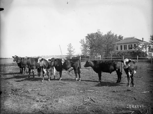 Steers, possibly a shorthorn variety, graze on a fenced-in pasture on the farm of Chas. Silkworth six miles from Augusta. Trees and a large house stand on the right.