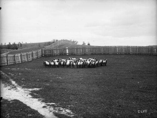 A view of purebred Shropshire ewes grouped together in a fenced-in pasture on the stock farm of Andrew Tainter.