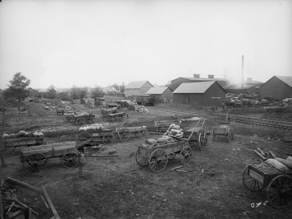 Elevated view of wagons filled with potatoes parked near a starch factory. In 1895, 125,000 bushels of potatoes were converted into starch. Railroad tracks and a railroad car are on the right, and beyond are factory buildings.
