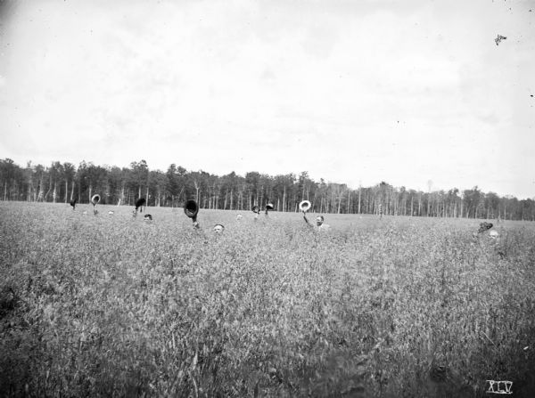Men, waving their hats, standing in a field of shoulder-high oats on the farm of Edward Dascam, one and one-half miles northeast of Antigo, Langlade County. The oats of this field stand five to six feet high.