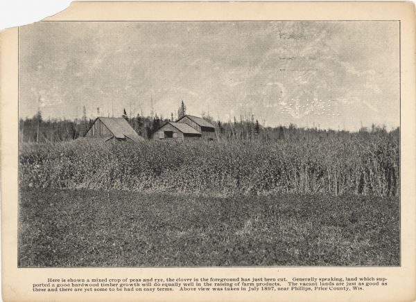 Promotional card depicting the prosperous farming in northern Wisconsin.<p>Caption: "Here is shown a mixed crop of peas and rye, the clover in the foreground has just been cut. Generally speaking, land which supported a good hardwood timber growth will do equally well in the raising of farm products. The vacant lands are just as good as these and there are yet some to be had on easy terms. Above view was taken in July 1897, near Phillips, Price County, Wis."</p>