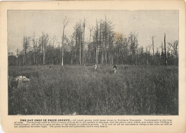 Promotional card showing the tall oat that grow in northern Wisconsin. The image depicts three men standing in a tall oat field.<p>The caption reads, "THE OAT CROP IN PRICE COUNTY. -All small grains yield large crops in northern Wisconsin. Particularly is this true of oats. The average yield in Price County is from 60 to 80 bushels to the acre, and the above view which was taken near Phillips in Price County, will serve to give an idea of the height to which it grows. It is not at all an uncommon thing to see oats, as well as rye, standing shoulder high. The grain heads out splendidly and is very heavy."</p>