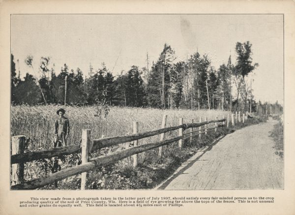 A promotional card displaying a man in overalls standing by his large rye crops, near the road.<p>The caption reads, "This view made from a photograph taken in the latter part of July 1897, should satisfy every fair minded person as to the crop producing quality of the soil of Price County, Wis. Here is a field of rye growing far above the tops of the fences. This is not unusual and other grains do equally well. This field is located about 4 1/2 miles east of Phillips."</p>