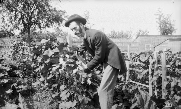 A man in a suit and hat bending over while holding a grapevine. In the background is a fence and some farm buildings.