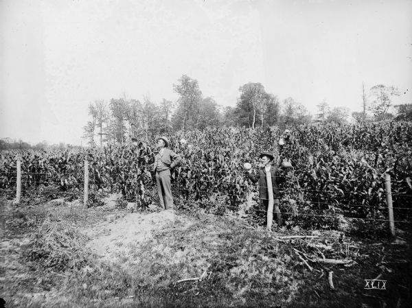 Men posing in Albert Smith's three-acre cornfield. Two men stand near the fence, and three others are in the background holding up their hats.
