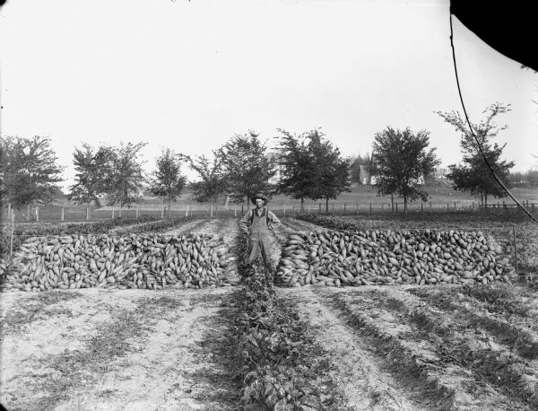 Farmer standing in a field between two large piles of root vegetables. Possibly on the University of Wisconsin-Madison campus experimental farm.