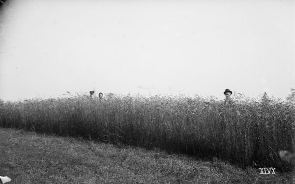 Two men, one waving a hat, standing in a shoulder-high field of grain.