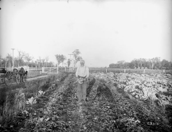 A bearded man stands in a vegetable garden holding a hat full of potatoes. There is a carriage with a team of horses on the road beside the garden.