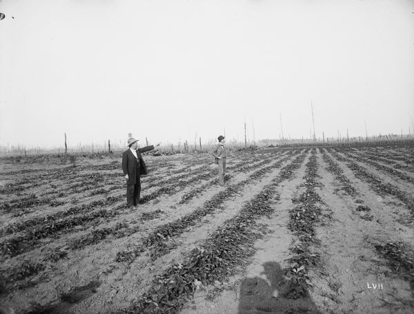 Two men stand in a strawberry field bordered by burnt-over forest. The photographer's shadow can be seen at the bottom of the image.