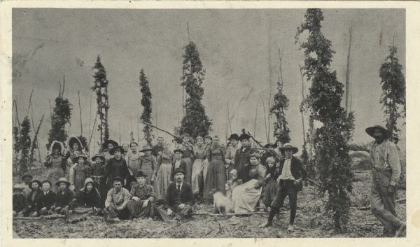 A large group of people including men, women and children gathered together for hops picking. They are pictured in the middle of a hops field with hops plants growing up the trellises around them.