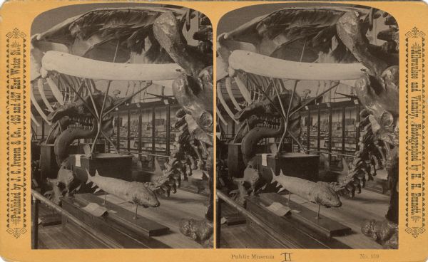 Stereograph view of an exhibit at the Milwaukee Public Museum. The exhibit features dinosaur bones and a preserved fish. Text at right: "Milwaukee and Vicinity, Photographed by H.H. Bennett."