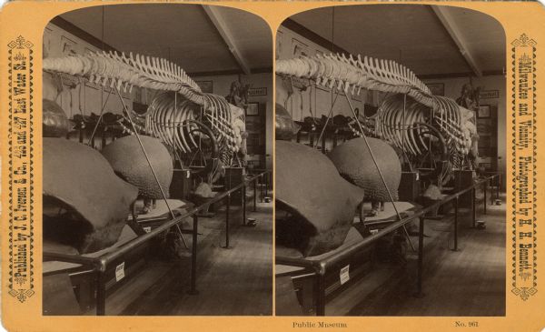 Interior view of Public Museum. Focuses on display area in center of room that contains skeletal remains and tortoise shells.