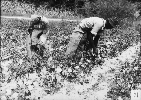 A man and a woman pick cotton by hand.