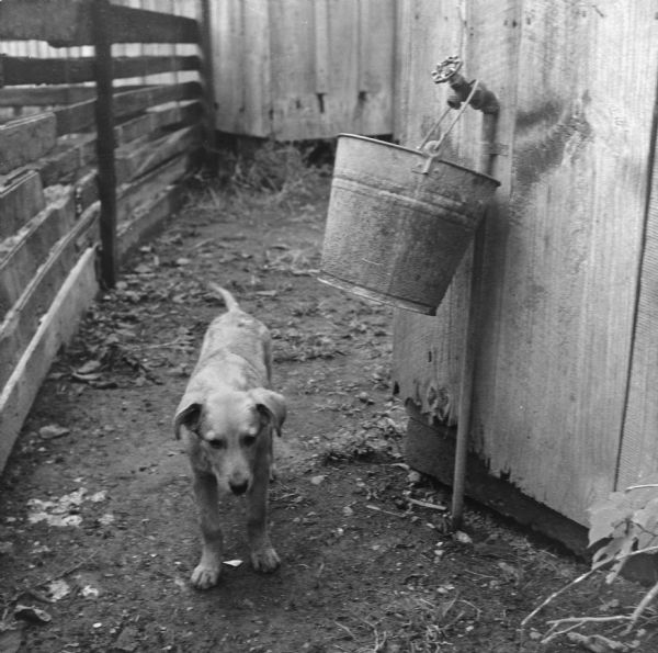 A dog stands near a water hydrant on one side and a fence on the other.<p>The North Wall Street neighborhood houses 37 families in 22 buildings, with 30 hydrants, 24 toilets, and 3 baths.