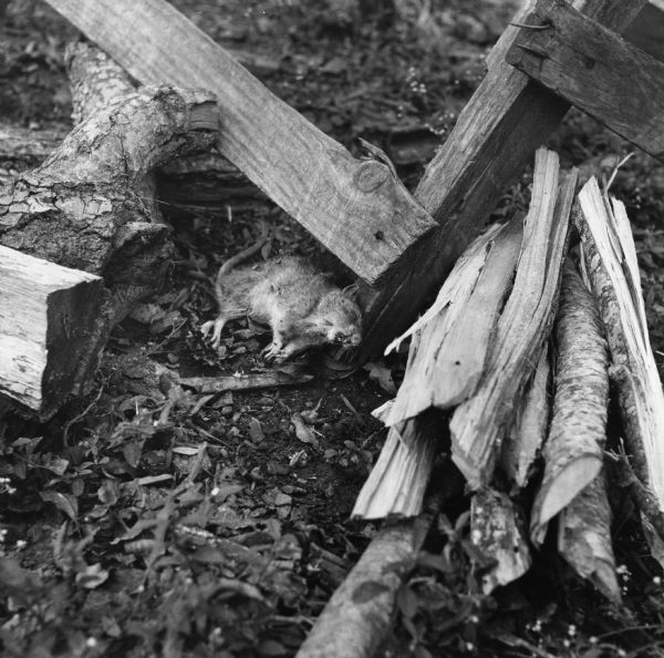 A deceased rat lies on the ground near a wood pile.<p>80 people live in 21 buildings in the Taylor Alley neighborhood of Natchez. The occupants have 11 hydrants, two indoors, and 15 toilets.