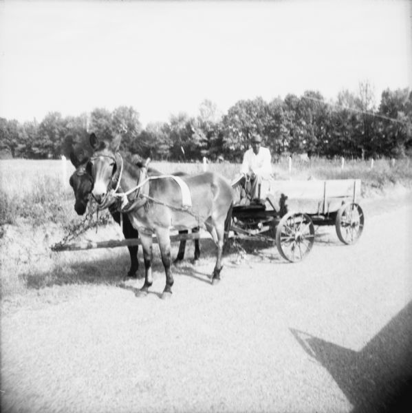 A man is seated on a wagon pulled by mules. The image caption reports that "mules are still used by many farmers as transportation. Occasionally you see a wagon in town."