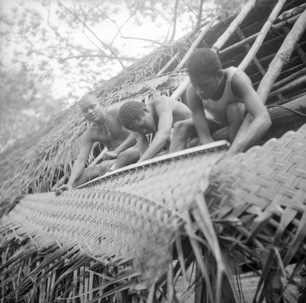 Three indigenous boys building a roof out of what appears to be palm fronds at Combat Team Headquarters on Kiriwina Island, in the Solomon Sea, New Guinea (present day Papua New Guinea).