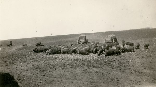 Hogs feed near two corn wagons in an open field on the Charles Knuth farm near Vinton, Iowa. On the reverse is written, "This is a level farm and the land in the background is level for a stretch of 25 miles. Taken by Ira Wepking."