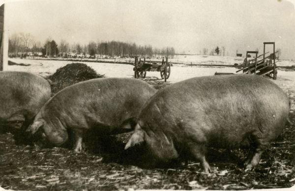 Three hogs feed on the Larson farm. There are farm wagons in the background and snow on the ground.