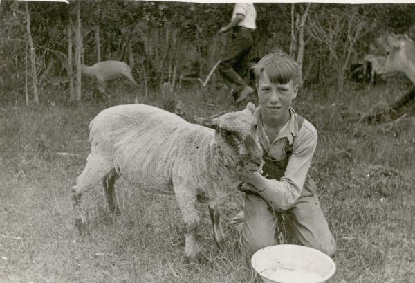 Earl Woodbury, age 14, a student at Cloverland School, poses with a sheep on his home farm. The sheep has been recently shorn. There is another sheep and an unidentified man in the background; a cow watches from the right. 