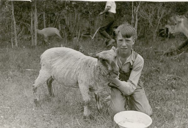 Earl Woodbury, age 14, a student at Cloverland School, poses with a sheep on his home farm. The sheep has been recently shorn. There is another sheep and an unidentified man in the background; a cow watches from the right.
