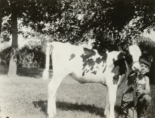 Roger Baird, 11 years old and a student at Hillcrest School, District No., Towns of Waukesha, Pewaukee, Brookfield and New Berlin, posing with his calf. On the reverse of the photograph is written: "This calf won second in the County Holstein roundup and third at the Dairy Show. Roger's record book of his 4-H Club work was sent to Madison by county agricultural agent because of merits."