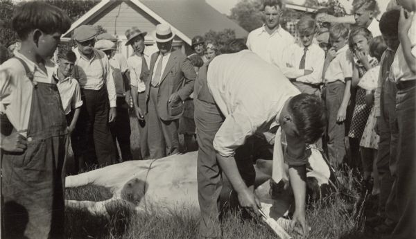 J.C. Nisbet, an editor at <i>Hoard's Dairyman</i> magazine, uses a rasp to trim a calf's hoof as part of his demonstration at the Walworth County 4-H Club picnic. A crowd of men, women and children closely observe the procedure. The event was held at Booth Lake Park.