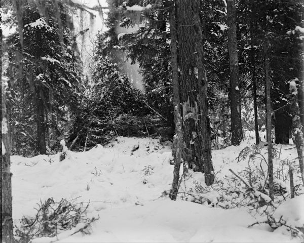 View across snow towards a camouflaged log blockhouse constructed during the Allied Intervention in Northern Russia. The fortification is surrounded by a forested area and hidden with the use of branches and small fallen trees.