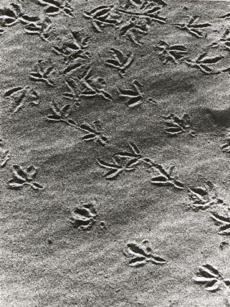 Bird tracks in sand.