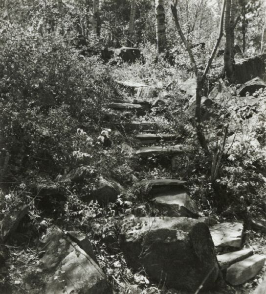 Stone steps on an uphill path in a wooded area.