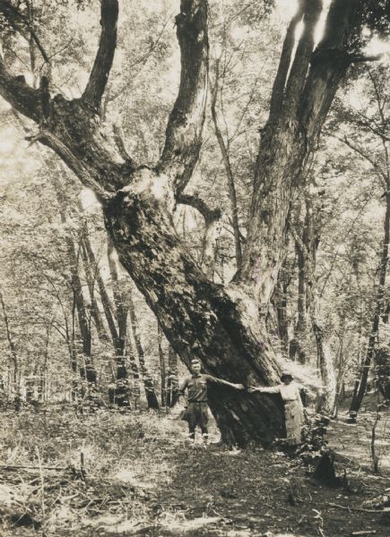Man and woman stand in a forest at the base of a large maple tree, 20 feet in circumference. They are reaching their arms towards each other to show the width of the trunk. The tree is on the line of the old military road just below Lookout Point in Wyalusing State Park.