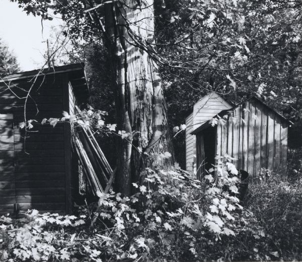 Three outbuildings and a large tree near a country home owned by Mrs. Kay Curtis on Washington Island.