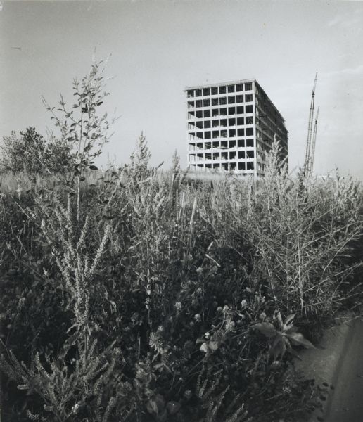 The Hill Farms State Office Building at Segoe Road under construction, seen from down the road, with a luxuriant growth of weeds in the foreground.