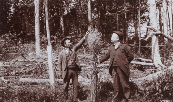 Two men demonstrating the height of oat plants grown in northern Wisconsin, near Antigo. The man on the right may be W.A. Henry.