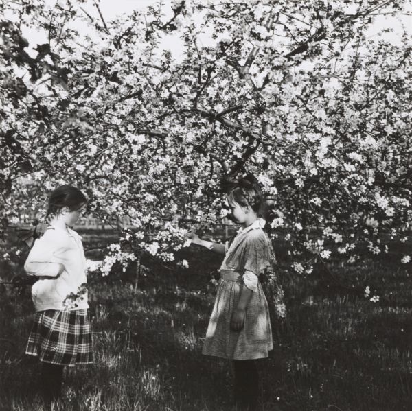 Two young girls among flowering apple trees in the Wisconsin State Orchard.