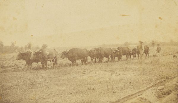 Sod-breaking plow with five yoke of oxen.