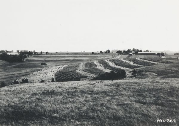 Peder G. Dahl farmland with crops on five contoured terraces.