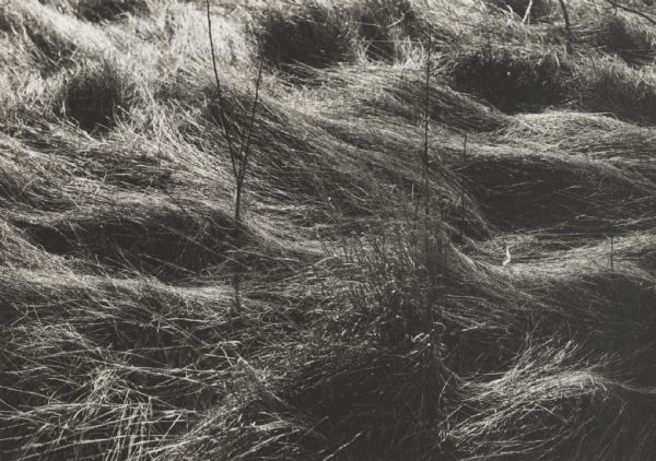 Detail of sunlit long grass.