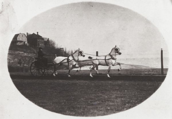 Two-wheeled show cart with pair of white show horses in tandem hitch, being driven by one person, probably along Lake Michigan.