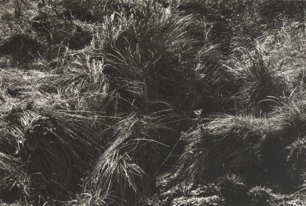 Clumps of tall, rough, matted grass.