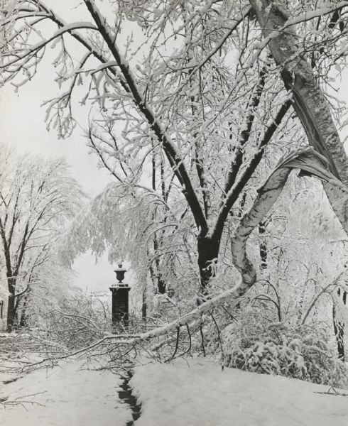 Winter scene with snow-covered trees after a storm in Gooding Park.